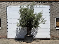 Olijfboom old trunk - olea europaea - ca. 75 jaar oud - hoogte ca. 280 cm - afbeelding 1 van  5