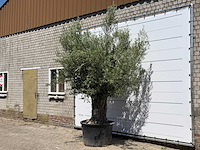 Olijfboom old trunk - olea europaea - ca. 75 jaar oud - hoogte ca. 280 cm - afbeelding 2 van  5