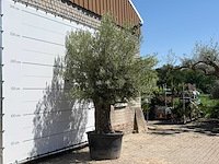 Olijfboom old trunk - olea europaea - ca. 75 jaar oud - hoogte ca. 280 cm - afbeelding 3 van  5