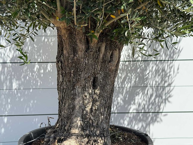 Olijfboom old trunk - olea europaea - ca. 75 jaar oud - hoogte ca. 280 cm - afbeelding 4 van  5