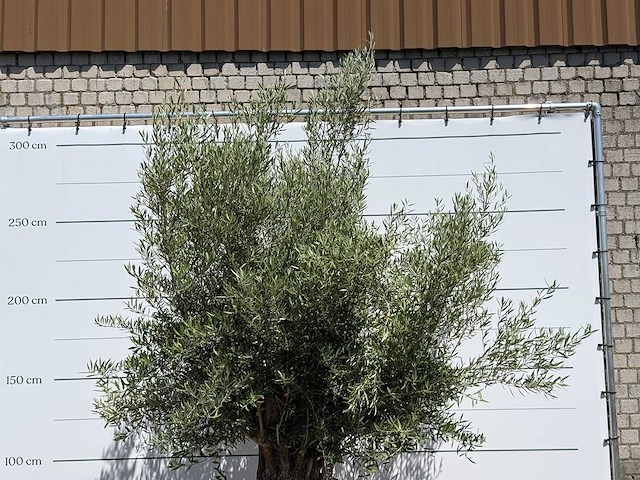 Olijfboom old trunk - olea europaea - ca. 75 jaar oud - hoogte ca. 280 cm - afbeelding 5 van  5
