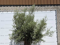 Olijfboom old trunk - olea europaea - ca. 75 jaar oud - hoogte ca. 280 cm - afbeelding 5 van  5