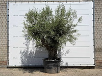 Olijfboom old trunk - olea europaea - ca. 75 jaar oud - hoogte ca. 280 cm - afbeelding 1 van  5