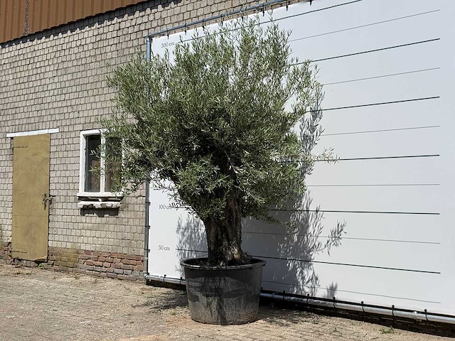 Olijfboom old trunk - olea europaea - ca. 75 jaar oud - hoogte ca. 280 cm - afbeelding 2 van  5