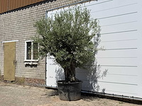 Olijfboom old trunk - olea europaea - ca. 75 jaar oud - hoogte ca. 280 cm - afbeelding 2 van  5