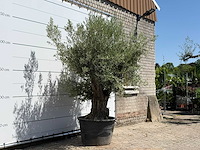 Olijfboom old trunk - olea europaea - ca. 75 jaar oud - hoogte ca. 280 cm - afbeelding 3 van  5