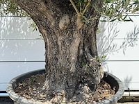 Olijfboom old trunk - olea europaea - ca. 75 jaar oud - hoogte ca. 280 cm - afbeelding 4 van  5
