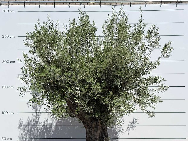 Olijfboom old trunk - olea europaea - ca. 75 jaar oud - hoogte ca. 280 cm - afbeelding 5 van  5