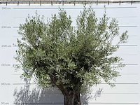 Olijfboom old trunk - olea europaea - ca. 75 jaar oud - hoogte ca. 280 cm - afbeelding 5 van  5