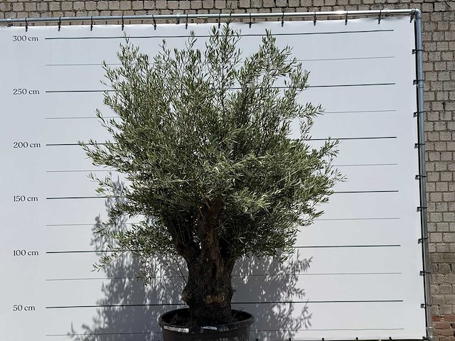 Olijfboom old trunk - olea europaea - ca. 75 jaar oud - hoogte ca. 280 cm - afbeelding 1 van  1