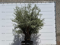 Olijfboom old trunk - olea europaea - ca. 75 jaar oud - hoogte ca. 280 cm - afbeelding 1 van  1