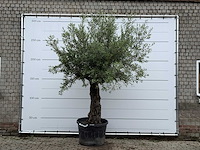 Olijfboom old trunk - olea europaea - ca. 75 jaar oud - hoogte ca. 280 cm - afbeelding 1 van  2
