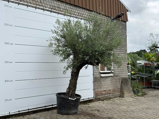 Olijfboom old trunk - olea europaea - ca. 75 jaar oud - hoogte ca. 280 cm - afbeelding 2 van  2