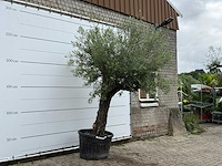 Olijfboom old trunk - olea europaea - ca. 75 jaar oud - hoogte ca. 280 cm - afbeelding 2 van  2