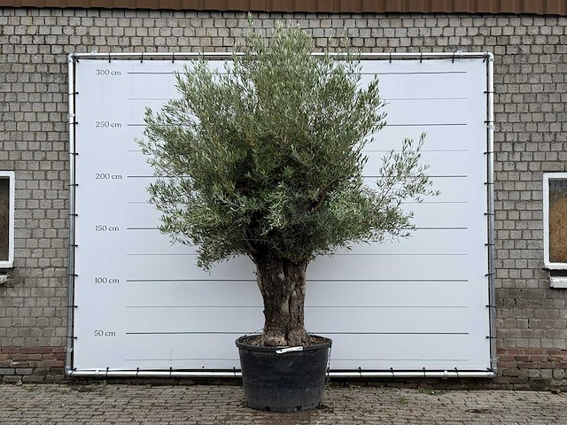 Olijfboom old trunk - olea europaea - ca. 75 jaar oud - hoogte ca. 280 cm - afbeelding 1 van  3