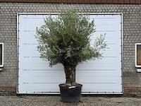 Olijfboom old trunk - olea europaea - ca. 75 jaar oud - hoogte ca. 280 cm - afbeelding 1 van  3