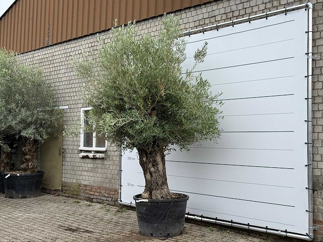 Olijfboom old trunk - olea europaea - ca. 75 jaar oud - hoogte ca. 280 cm - afbeelding 2 van  3