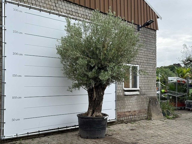 Olijfboom old trunk - olea europaea - ca. 75 jaar oud - hoogte ca. 280 cm - afbeelding 3 van  3