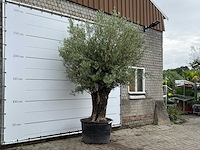 Olijfboom old trunk - olea europaea - ca. 75 jaar oud - hoogte ca. 280 cm - afbeelding 3 van  3
