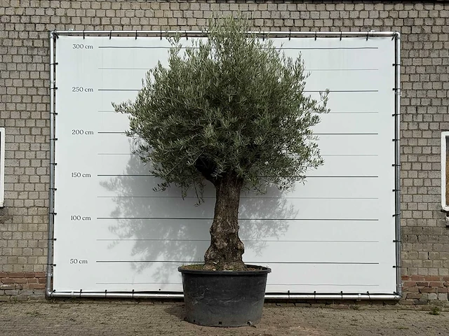 Olijfboom old trunk - olea europaea - ca. 75 jaar oud - hoogte ca. 280 cm - afbeelding 1 van  3