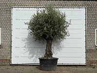 Olijfboom old trunk - olea europaea - ca. 75 jaar oud - hoogte ca. 280 cm