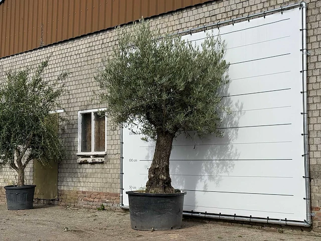 Olijfboom old trunk - olea europaea - ca. 75 jaar oud - hoogte ca. 280 cm - afbeelding 2 van  3
