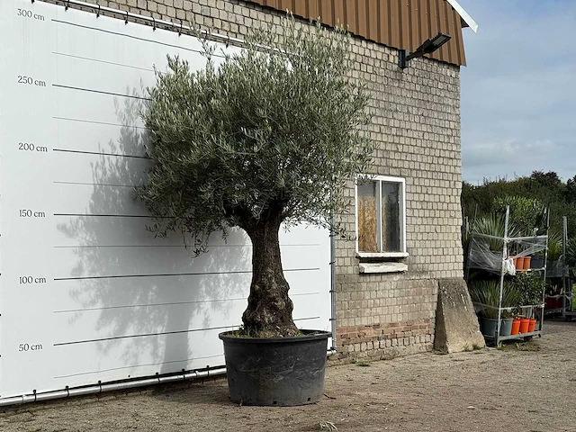 Olijfboom old trunk - olea europaea - ca. 75 jaar oud - hoogte ca. 280 cm - afbeelding 3 van  3