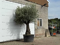 Olijfboom old trunk - olea europaea - ca. 75 jaar oud - hoogte ca. 280 cm - afbeelding 3 van  3