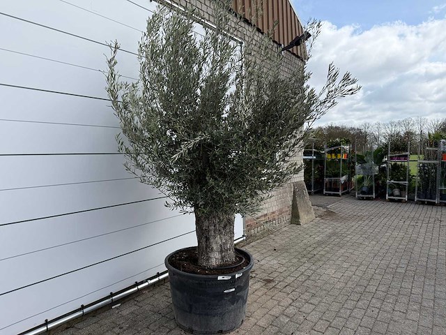 Olijfboom old trunk small - olea europaea - ca. 50 jaar oud - hoogte ca. 250 cm - afbeelding 3 van  8