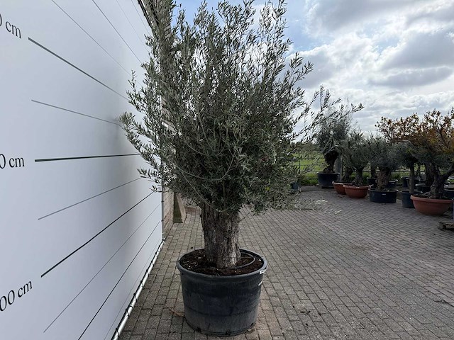 Olijfboom old trunk small - olea europaea - ca. 50 jaar oud - hoogte ca. 250 cm - afbeelding 4 van  8