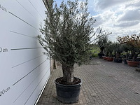 Olijfboom old trunk small - olea europaea - ca. 50 jaar oud - hoogte ca. 250 cm - afbeelding 4 van  8