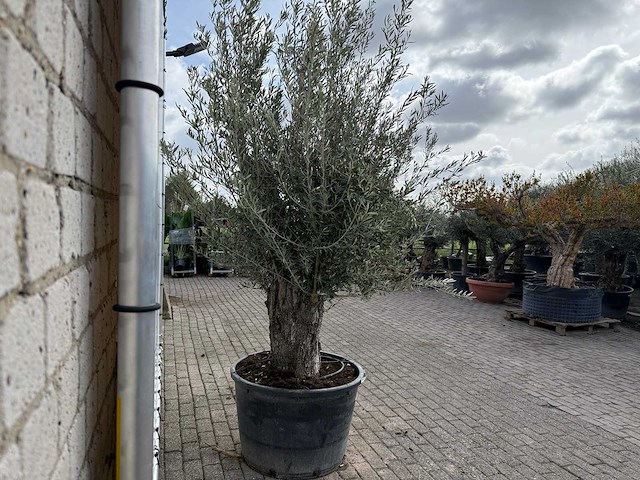 Olijfboom old trunk small - olea europaea - ca. 50 jaar oud - hoogte ca. 250 cm - afbeelding 5 van  8