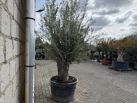 Olijfboom old trunk small - olea europaea - ca. 50 jaar oud - hoogte ca. 250 cm - afbeelding 5 van  8