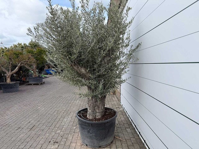 Olijfboom old trunk small - olea europaea - ca. 50 jaar oud - hoogte ca. 250 cm - afbeelding 6 van  8
