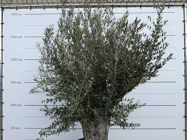 Olijfboom old trunk small - olea europaea - ca. 50 jaar oud - hoogte ca. 250 cm - afbeelding 8 van  8