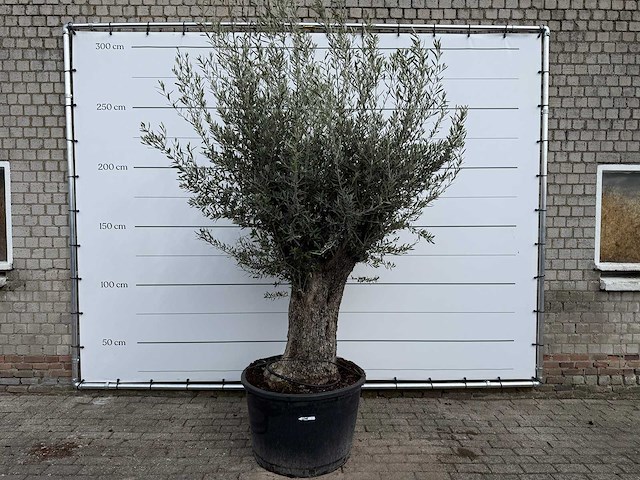 Olijfboom old trunk small - olea europaea - ca. 50 jaar oud - hoogte ca. 250 cm - afbeelding 1 van  6