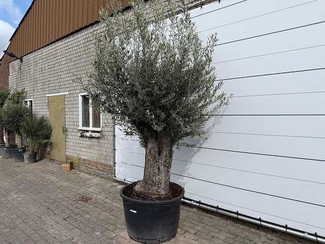 Olijfboom old trunk small - olea europaea - ca. 50 jaar oud - hoogte ca. 250 cm - afbeelding 2 van  6