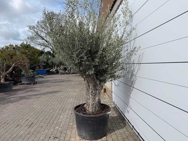 Olijfboom old trunk small - olea europaea - ca. 50 jaar oud - hoogte ca. 250 cm - afbeelding 3 van  6