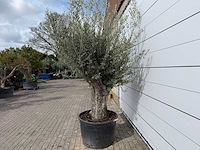 Olijfboom old trunk small - olea europaea - ca. 50 jaar oud - hoogte ca. 250 cm - afbeelding 3 van  6