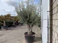 Olijfboom old trunk small - olea europaea - ca. 50 jaar oud - hoogte ca. 250 cm - afbeelding 4 van  6