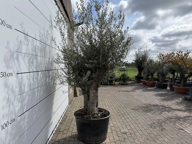 Olijfboom old trunk small - olea europaea - ca. 50 jaar oud - hoogte ca. 250 cm - afbeelding 5 van  6