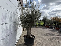 Olijfboom old trunk small - olea europaea - ca. 50 jaar oud - hoogte ca. 250 cm - afbeelding 5 van  6