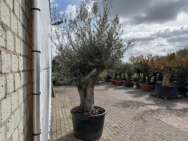 Olijfboom old trunk small - olea europaea - ca. 50 jaar oud - hoogte ca. 250 cm - afbeelding 6 van  6