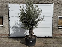 Olijfboom old trunk small - olea europaea - ca. 50 jaar oud - hoogte ca. 250 cm - afbeelding 1 van  7