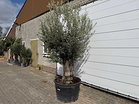 Olijfboom old trunk small - olea europaea - ca. 50 jaar oud - hoogte ca. 250 cm - afbeelding 2 van  7