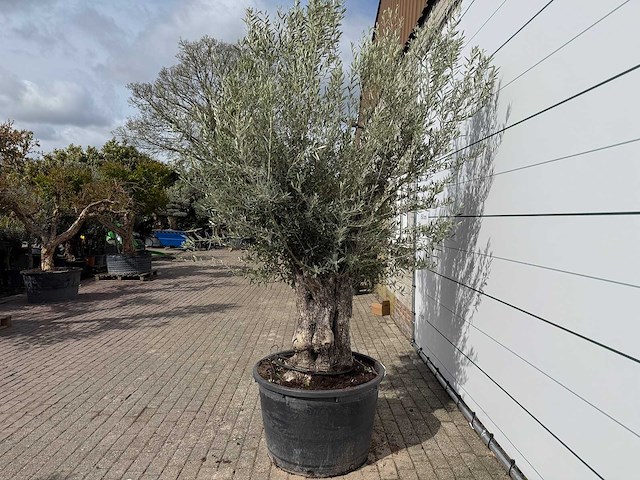 Olijfboom old trunk small - olea europaea - ca. 50 jaar oud - hoogte ca. 250 cm - afbeelding 3 van  7