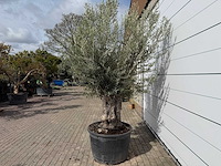 Olijfboom old trunk small - olea europaea - ca. 50 jaar oud - hoogte ca. 250 cm - afbeelding 3 van  7