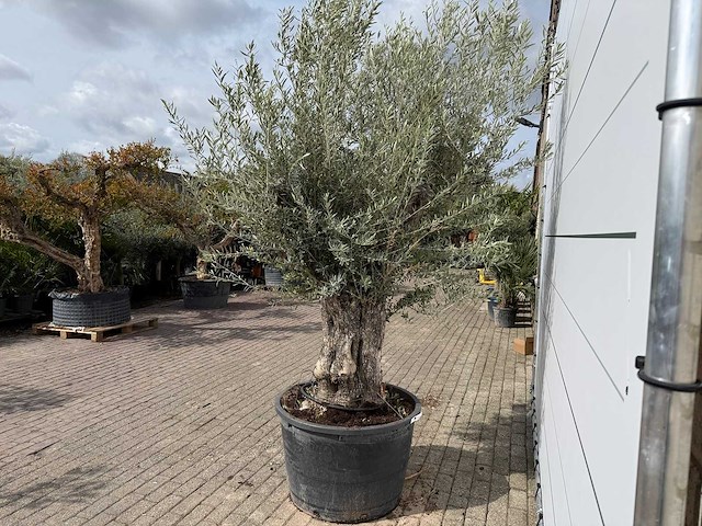 Olijfboom old trunk small - olea europaea - ca. 50 jaar oud - hoogte ca. 250 cm - afbeelding 4 van  7