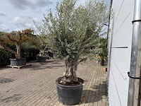 Olijfboom old trunk small - olea europaea - ca. 50 jaar oud - hoogte ca. 250 cm - afbeelding 4 van  7