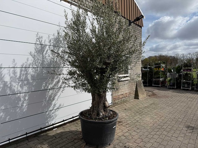 Olijfboom old trunk small - olea europaea - ca. 50 jaar oud - hoogte ca. 250 cm - afbeelding 5 van  7